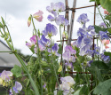 Duftwicke 'Spencer Blue Ripple', Streifen von dunklem Indigo bis Himmelblau. Vereinzelt kann es zu Abweichungen kommen.