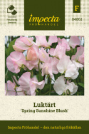 Duftwicke 'Spring Sunshine Blush', Weiße Blüten mit feinen Streifen von dunklem Indigo bis Himmelblau.