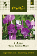 Duftwicke 'Spring Sunshine Mauve', Frühblühend und exklusiv. Besonders langstielige Duftwicke, ideal zum Schneiden.