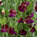 Duftwicke 'Royal Maroon', Stark duftend und langstielig, besonders gut für Blumensträuße. 