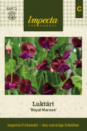 Duftwicke 'Royal Maroon', Stark duftend und langstielig, besonders gut für Blumensträuße. 