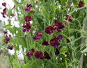 Duftwicke 'Royal Maroon', Stark duftend und langstielig, besonders gut für Blumensträuße. 
