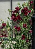 Duftwicke 'Royal Maroon', Stark duftend und langstielig, besonders gut für Blumensträuße. 
