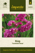 Geflügelter Strandflieder 'Carmine Rose', Sehr schön in frischen oder getrockneten Blumensträußen und Arrangements.