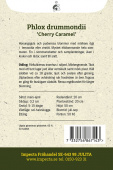 Sommer-Phlox 'Cherry Caramel'