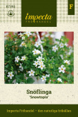 Schneeflockenblume  'Snowtopia'