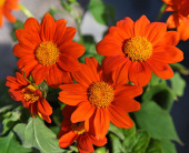 Mexikanische Sonnenblume 'Orange Torch'