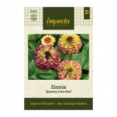 Zinnie ’Queeny Lime Red'