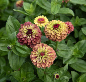 Zinnie ’Queeny Lime Red'