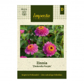 Zinnie 'Zinderella Purple'