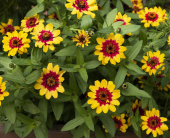 Zinnie 'Profusion Red Yellow Bicolor'