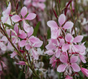 Prachtkerze 'Emmeline Pink Bouquet', Zarte Blütenstände mit zierlichen 2-3 cm großen Blüten in Kirschrosa bis Hellrosa.