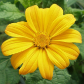 Mexikanische Sonnenblume 'Yellow Torch'