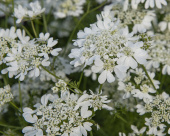 Strahlen-Breitsame 'White Lace'