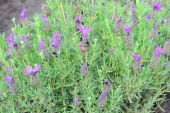 Schopf-Lavendel 'Bandera Purple'