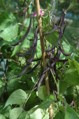 Buschbohne 'Purple Teepee'
