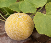 Melone 'Galia'