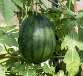 Wassermelone 'Janosik'