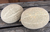Melone 'Hale's Best Jumbo'