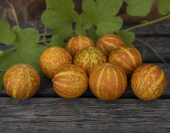 Mangomelone 'Queen Anne's Pocket Melon'