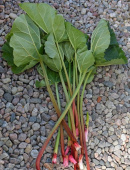 Gemüse-Rhabarber 'Victoria'