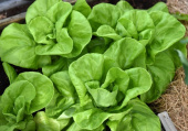 Kopfsalat 'Gustav's Salad'