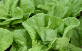Kopfsalat 'Gustav's Salad'