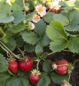 Erdbeere 'Merlan'