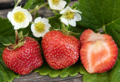 Erdbeere 'Loran'