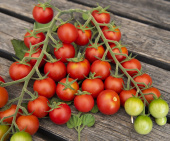 Kirschtomate 'Anabelle'