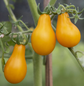 Cherrytomate 'Yellow Pearshaped'