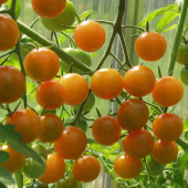 Kirschtomate F1 'Sungold'