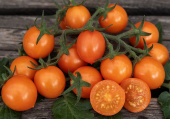 Kirschtomate 'Tiny Temptations Orange'