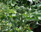 Gemüse-Artischocke 'Green Globe'