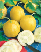 Zitronengurke 'Lemon'