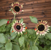 Neuseeländischer Spinat & Rote Sonnenblume