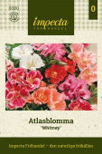 Stangenbohne & Mauerblümchen