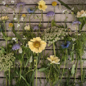 Saatgutpaket Schnittblumen ''Blau und Gelb''